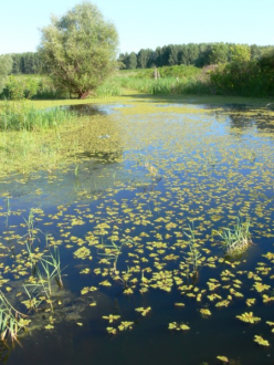 Tisza folyó